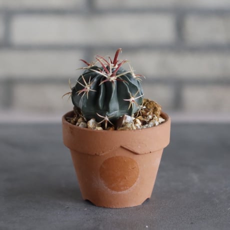 Ferocactus latispinus × N/OH (3号鉢)  no.510/47