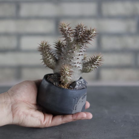 Pachypodium Makayense × N/OH (3号)  no.510/58
