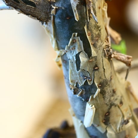 Bursera fagaroides × N/OH  no.31049