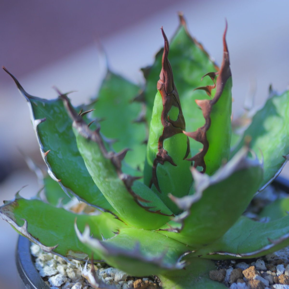 アガベ　ホリダ アガベ ホリダ／Agave horrida no.10346 | 芽の巣山