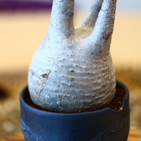 N/OH × Pachypodium  gracilius    no.61836