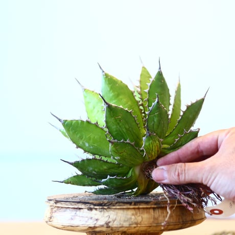 Agave horrida / Style of Chika   no.1015/62