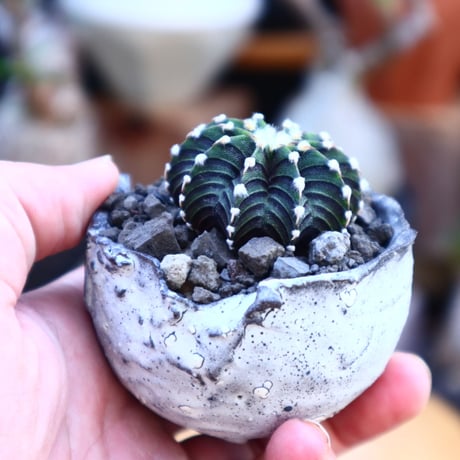 ギムノカリキウム   フィードリッフィーLB2178／Gymnocalycium friedrichii    no.71851