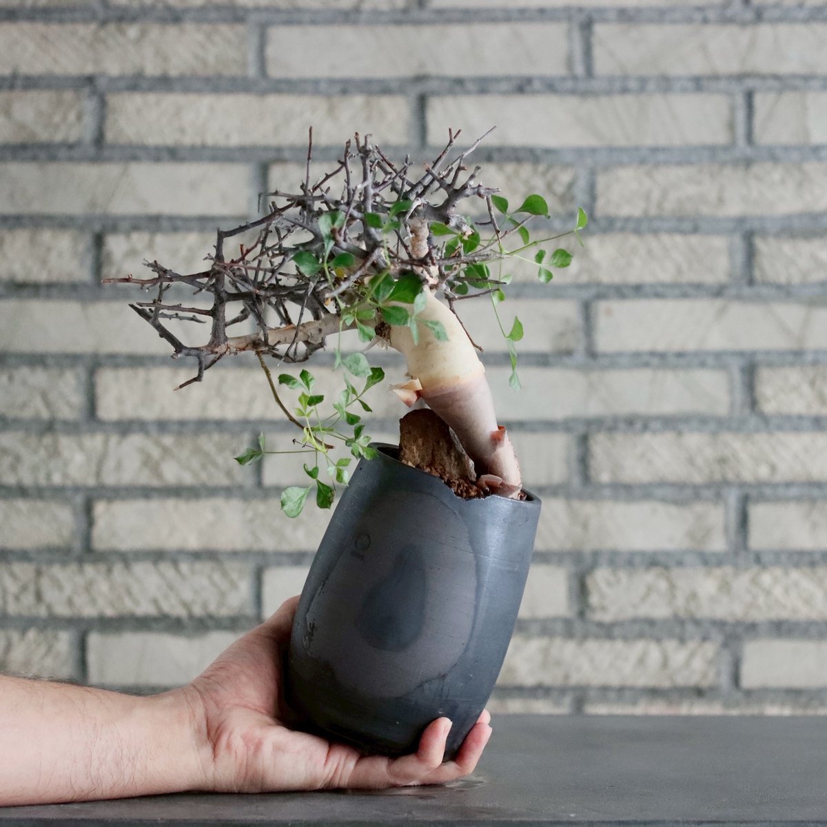 Commiphora kataf (pure) × N/OH (3.5号) no.1019/