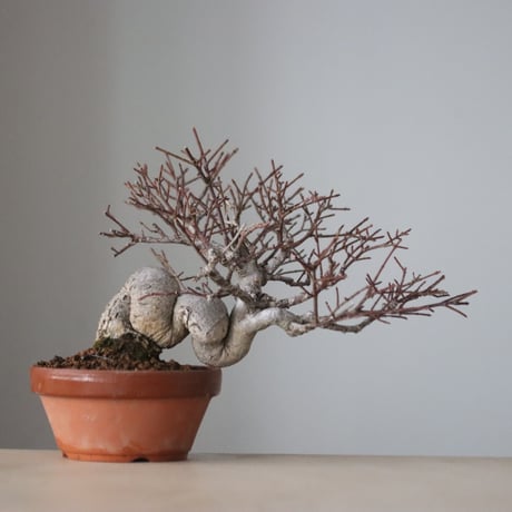 真弓 / YOSHIZAWA3-SHOHINBONSAI (4号鉢)   no.330/11