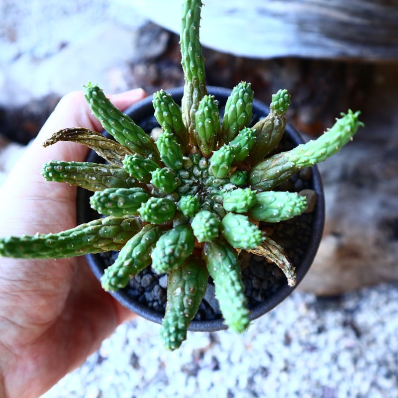 ユーフォルビア エスクレンタ Euphorbia esculenta no.11215