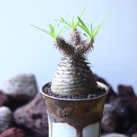 パキポディウム グラキリス   Pachypodium rosulatum var. gracilius no.53108