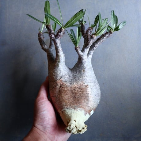 パキポディウム グラキリス   Pachypodium rosulatum var. gracilius no.110331