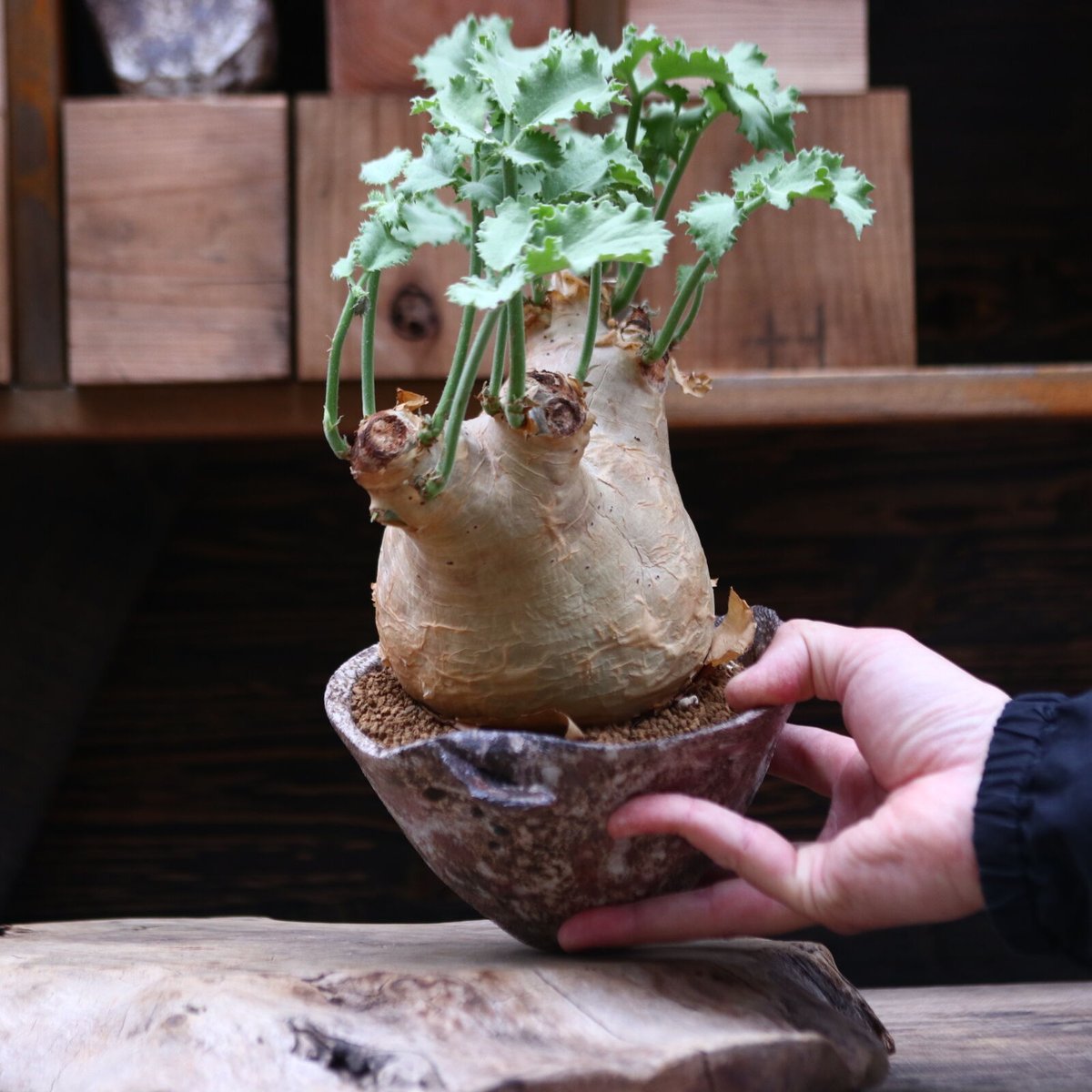 キフォステンマ マクロプス／Cyphostemma uter var. macropus