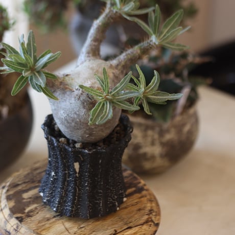 Pachypodium gracilius × soso   no.818118