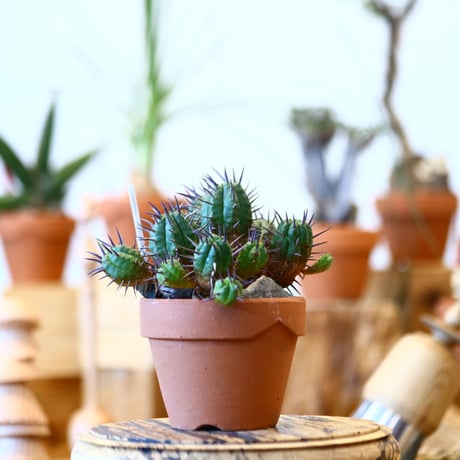 YAMABACHI × Euphorbia ferox   no.100121