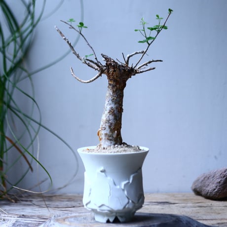コミフォラ フンベルティ commiphora humbertii   no.101818