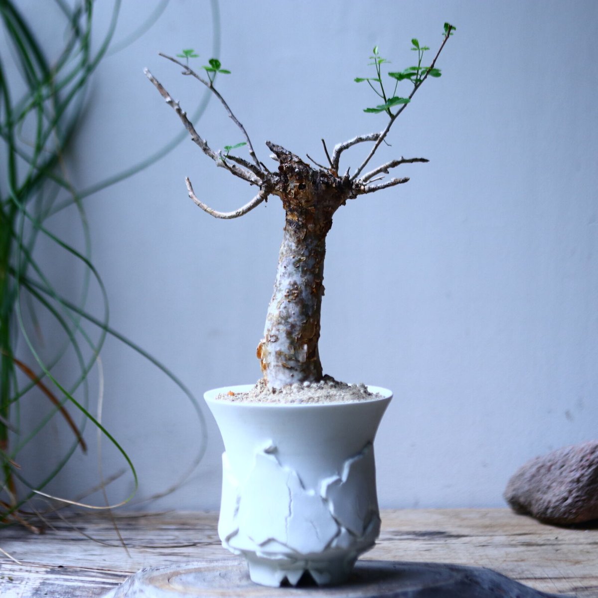 コミフォラ フンベルティ commiphora humbertii no.101818 |