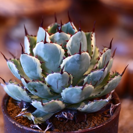 Agave potatorum 'Kisshoukan' × Kazuhiro Arima 　no31040