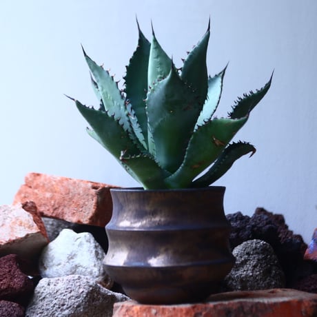 アガベ  ブルーグロー  ×  コロラータ　 Agave  blue glow  ×  colorata    no.42675