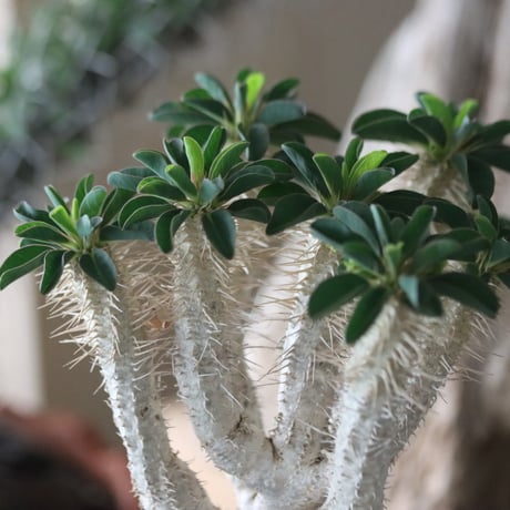 Euphorbia guillauminiana × Tomoya Sakai / PLANETX    no.63004