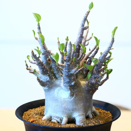 アデニウム アラビカム / Adenium  arabicum   no.51417