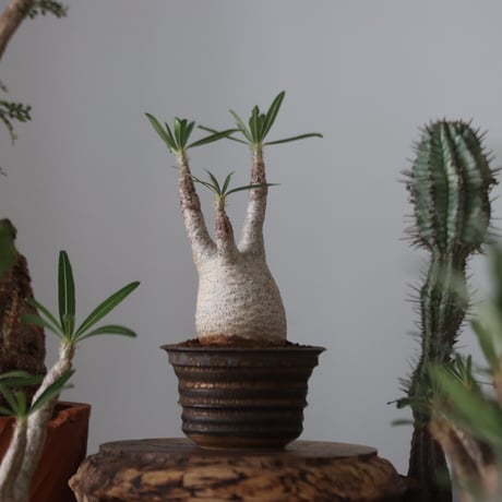 Pachypodium gracilius × たけろうポット    no.51221
