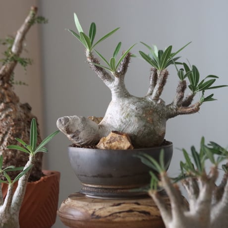 Pachypodium gracilius × たけろうポット    no.51226