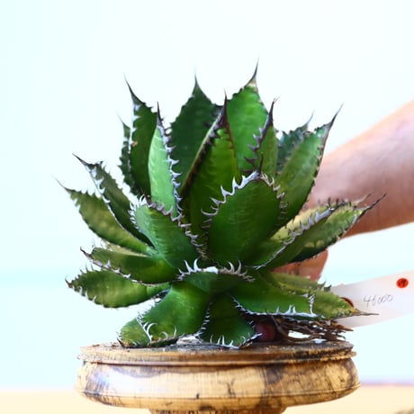 Agave horrida / Style of Chika   no.1015/17