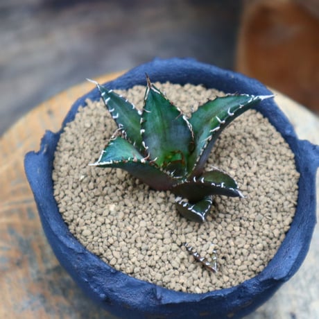 アガベ  レッドキャットウィールズ ／Agave titanota"Red Catweezle”  no.80783