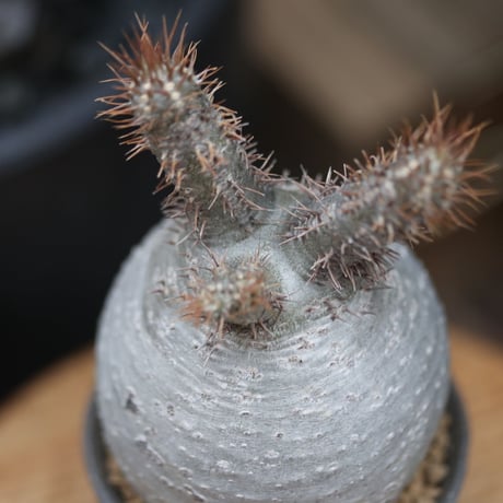 パキポディウム  グラキリス／Pachypodium  gracilius    no.11502
