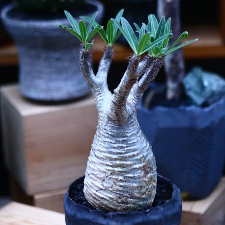 パキポディウム  グラキリス／Pachypodium  gracilius     no.100321