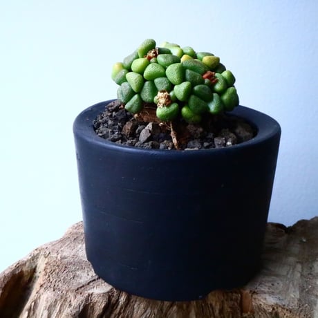 アロイノプシス  スクーネーシー   Aloinopsis schooneesii   No.006