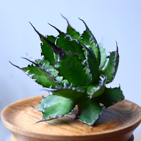 アガベ ホリダ    Agave horrida     no.1025-9