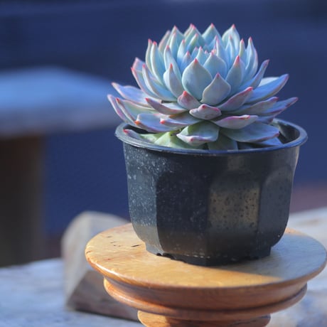 エケベリア　ブルーバード  Echeveria 'Blue Bird'     no.20736