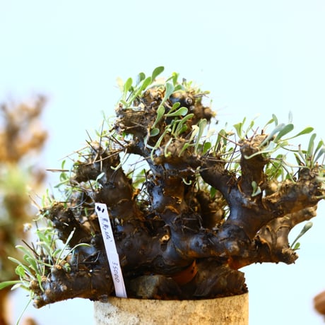 Othonna euphorbioides    no.11441