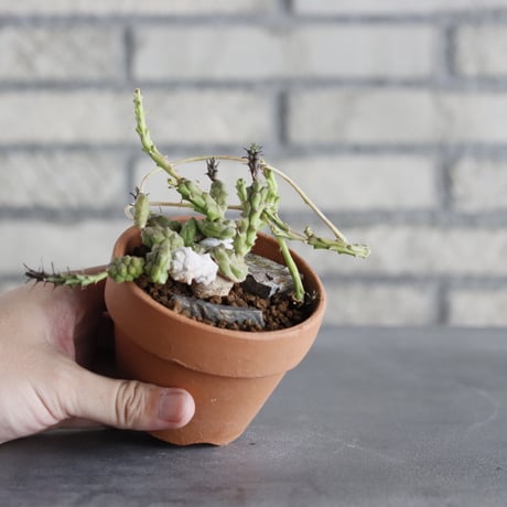 Euphorbia globosa × YAMABACHI (3号)  no.920/30