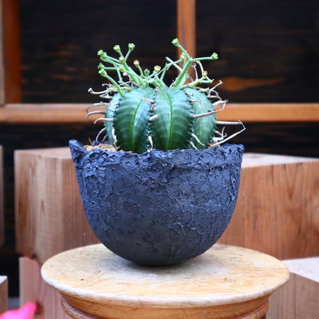 ユーフォルビア  バリダ♂／Euphorbia valida    no.60554