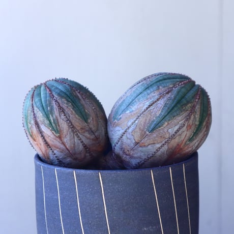 ユーフォルビア  オベサ Wヘッド   Euphorbia obesa　no.11202