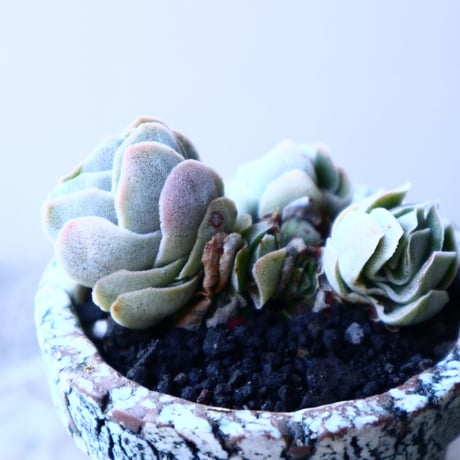 クラッスラ    アイボリーパコダ   Crassula   Ivory Pagoda  no.11913