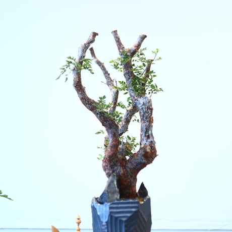 Commiphora monstrosa × N/OH   no.90342