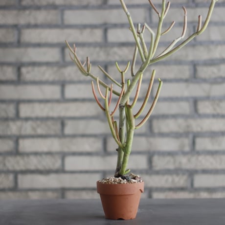 Euphorbia tirucalli 'Sticks on Fire (スティックオンファイアー)/ T.W. × YAMABACHI (3号) no.329/45