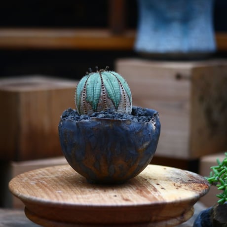 ユーフォルビア  オベサ／Euphorbia obesa    no.102428