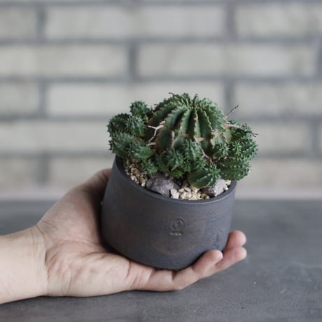 Euphorbia valida (子吹きバリダ) × N/OH(3.5号)  no.510/57