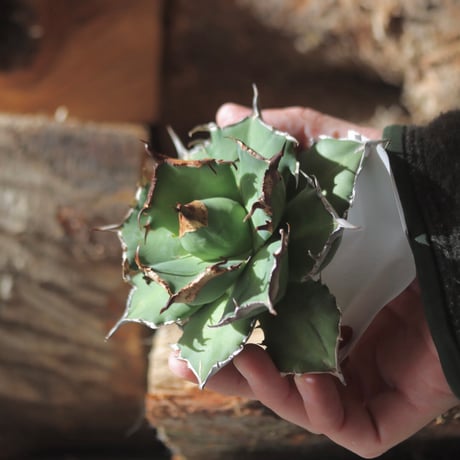 U.S. flame (Agave titanota flame) / Style of Chika　no.1203-19