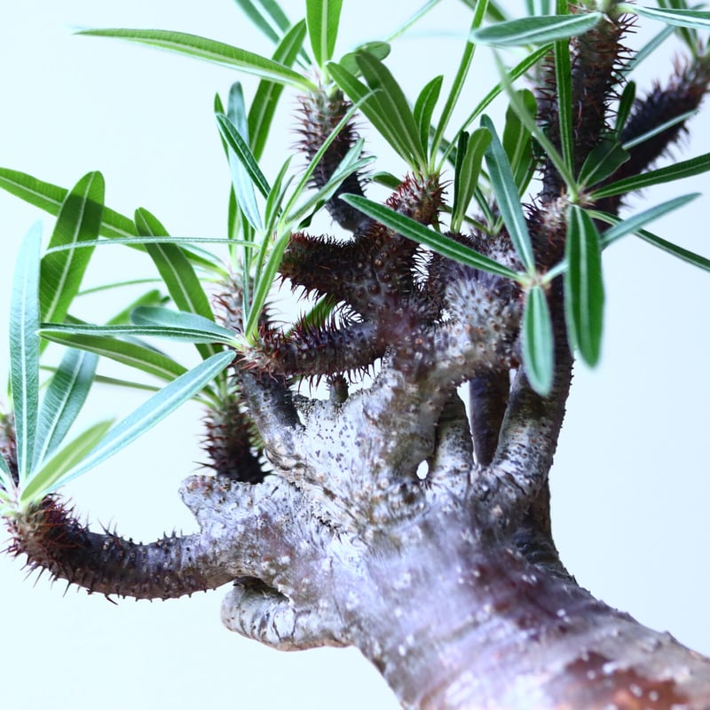 パキポディウム グラキリス 綴化 no.90642 | 芽の巣山