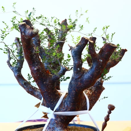 コミフォラ モンストローサ / Commiphora monstrosa   no.62502