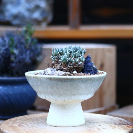 クイナリア | STORES