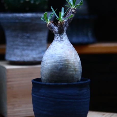 パキポディウム  グラキリス／Pachypodium  gracilius     no.100324