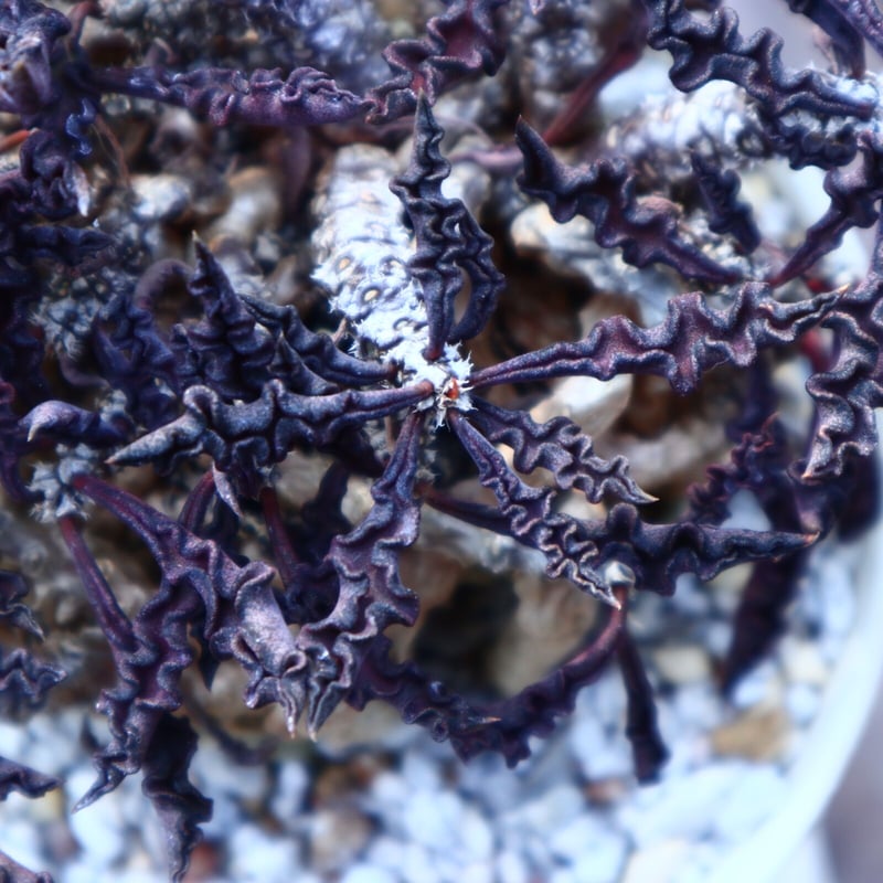 ユーフォルビア デカリー Euphorbia decaryi no.41817 |