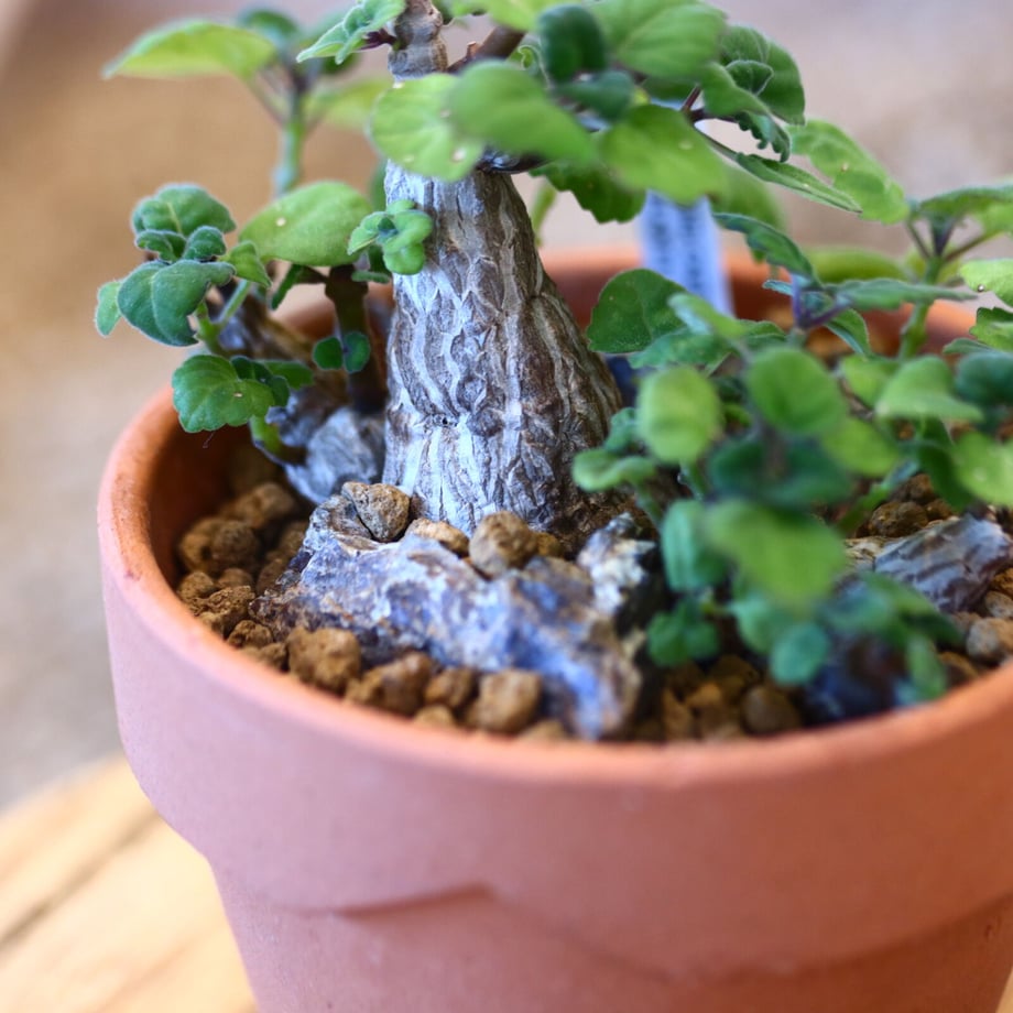 653230ea3097d7003444652a