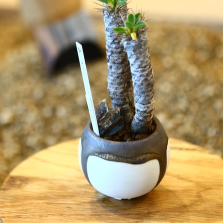 たけろうポット × Euphorbia guillauminiana   no.102214
