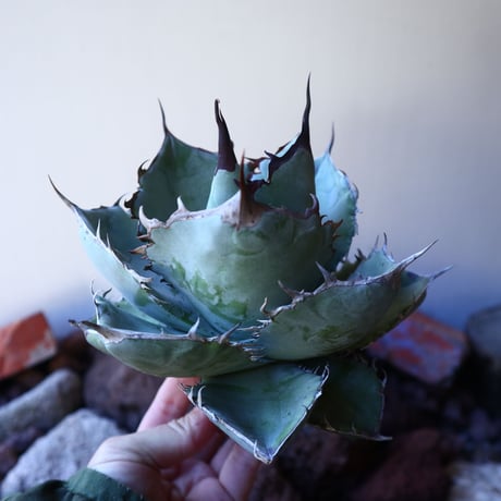 アガベ ホワイトアイス   Agave titanota white ice   no.30842