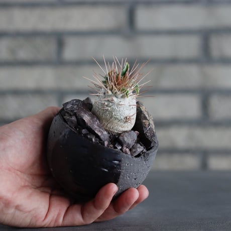 Pachypodiu namaquanum / 光堂 × N/OH (3号)  no.817-43