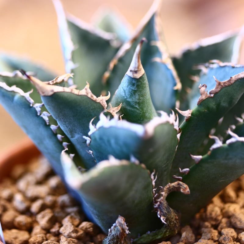 Agave titanota 海王　特選株 特選>アガベ・チタノタ 海王（芽）-033｜agave titanota aqua